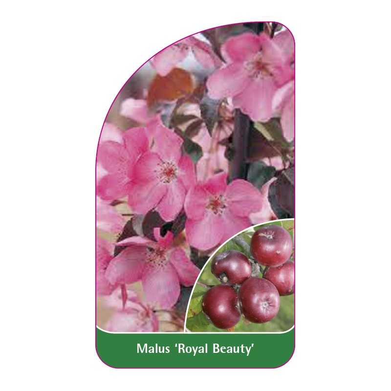 malus-royal-beauty-a1