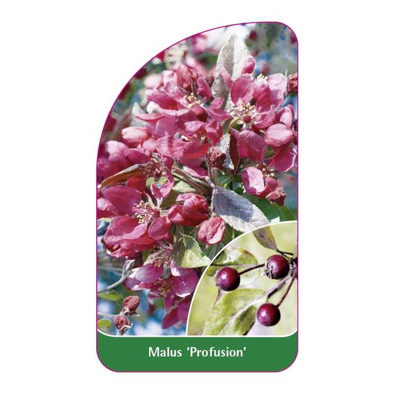 malus-profusion-1