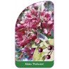 malus-profusion-1