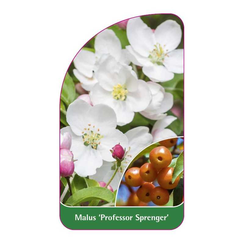 malus-professor-sprenger-1