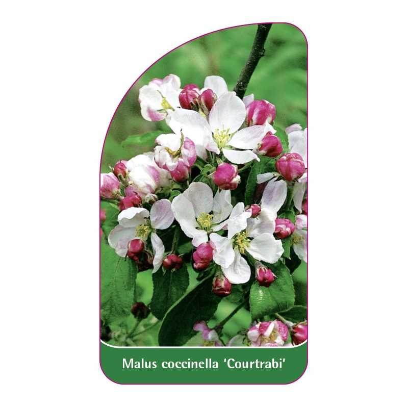 malus-coccinella-courtrabi-1