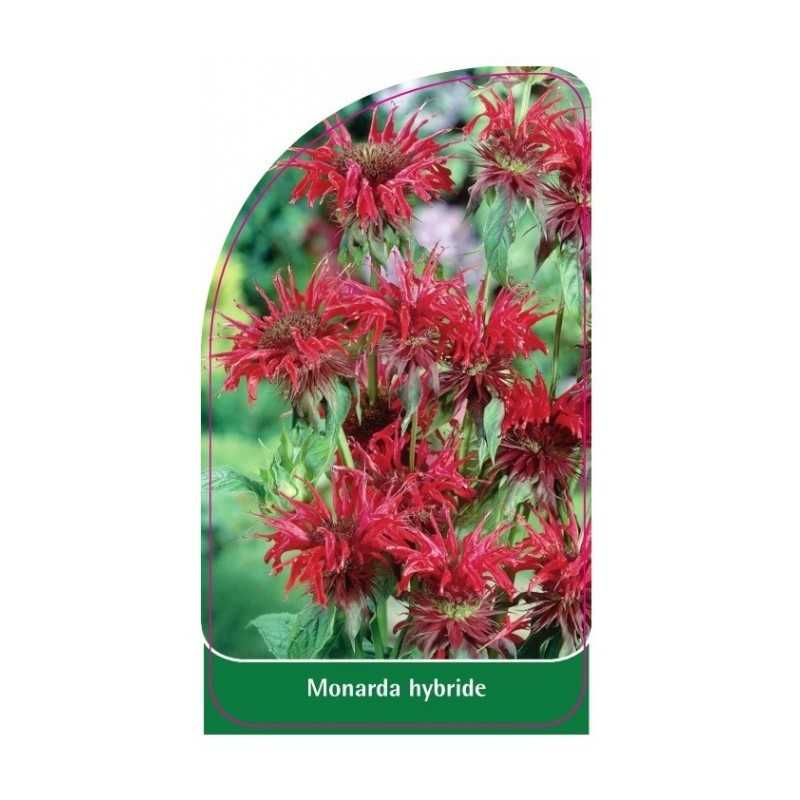 monarda-hybride1