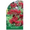 monarda-hybride1