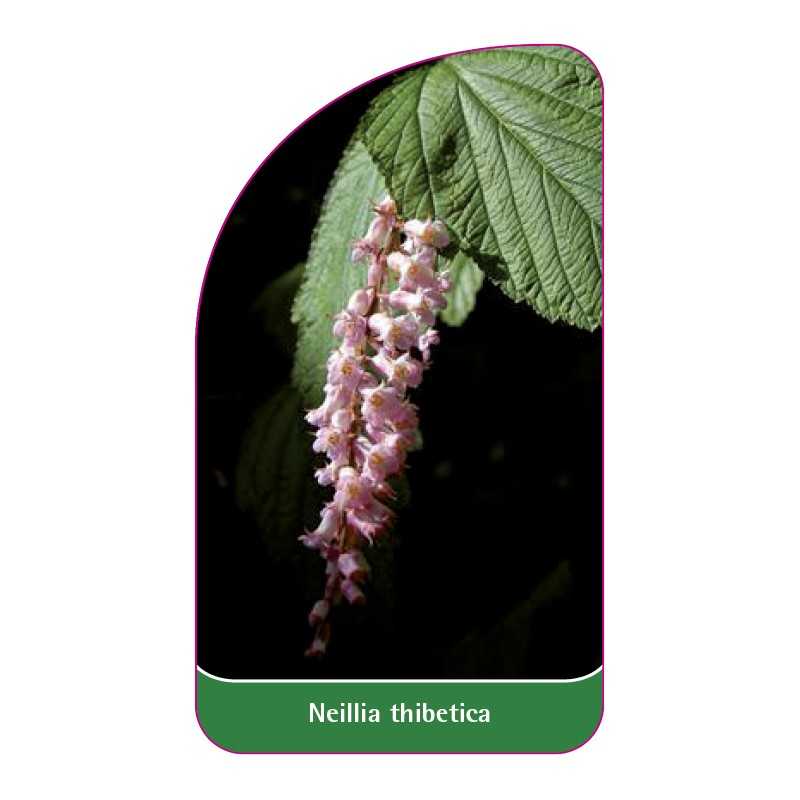 neillia-thibetica1