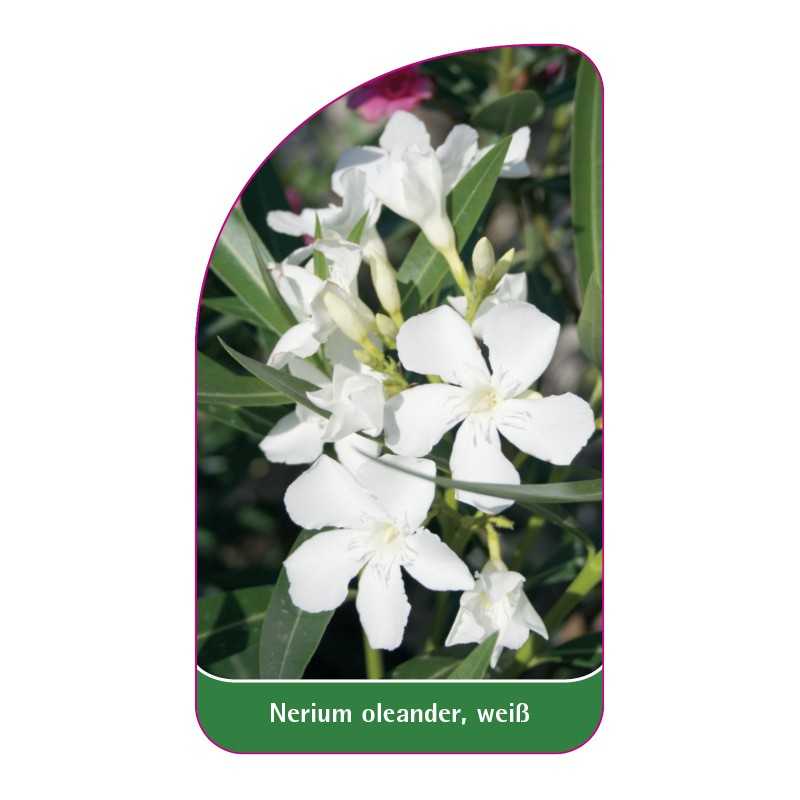 nerium-oleander-weiss1