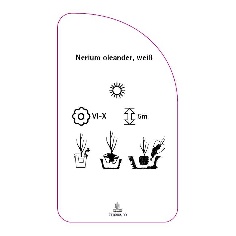 nerium-oleander-weiss0