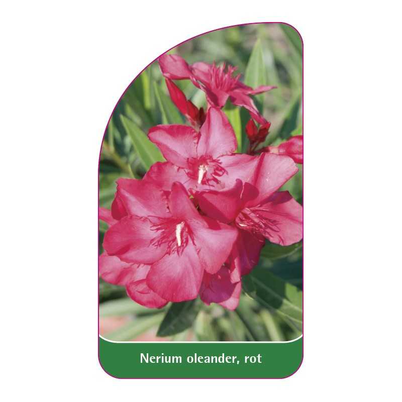 nerium-oleander-rot1