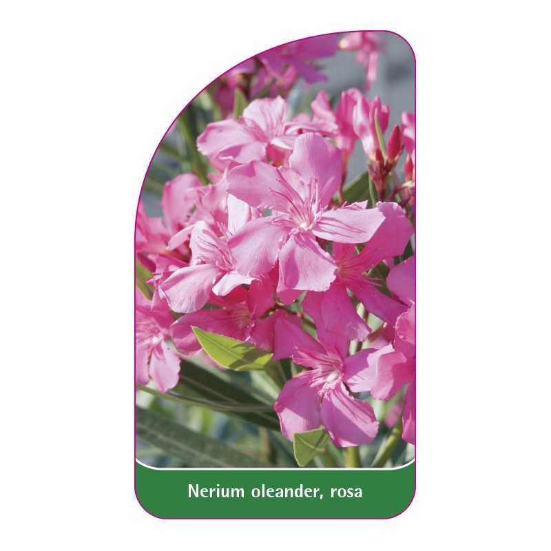 nerium-oleander-rosa1