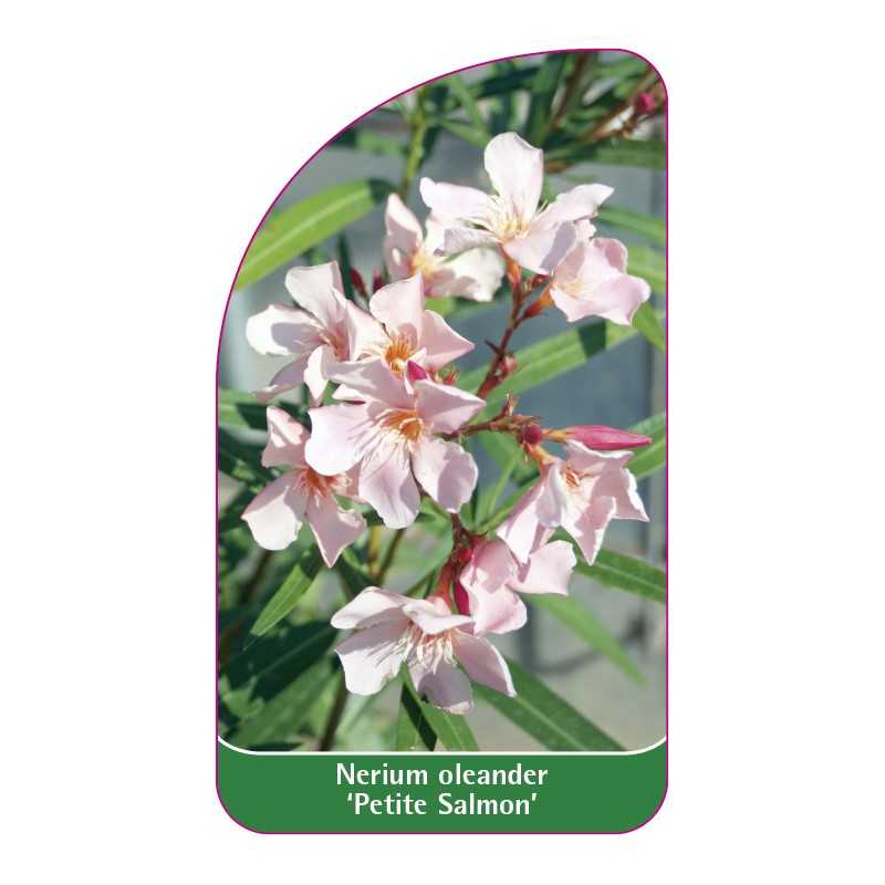 nerium-oleander-petite-salmone-1