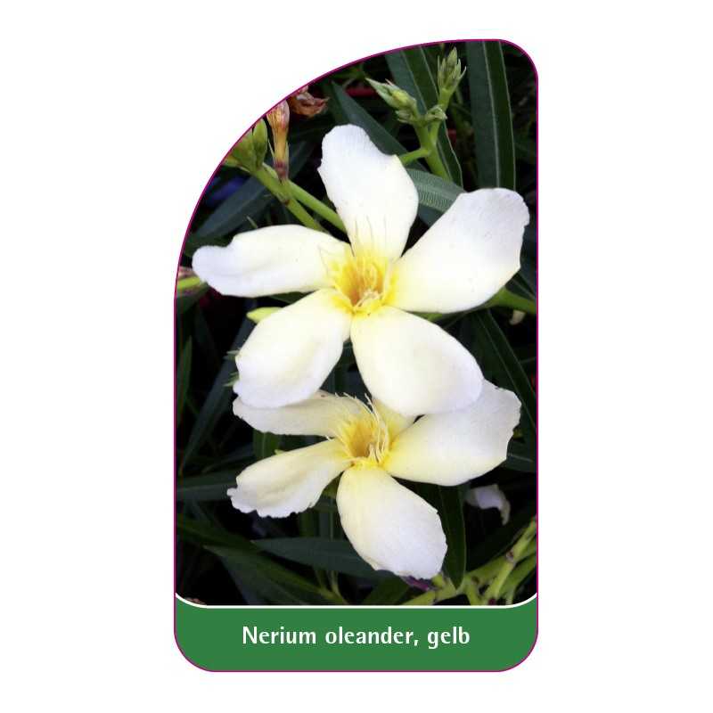 nerium-oleander-gelb1