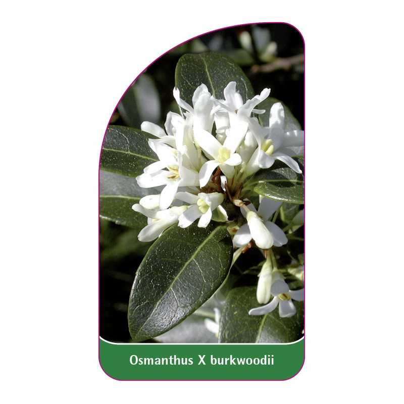 osmanthus-x-burkwoodii1