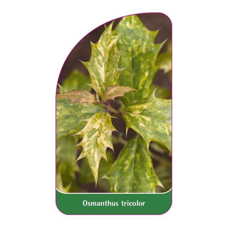 osmanthus-tricolor1