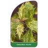 osmanthus-tricolor1