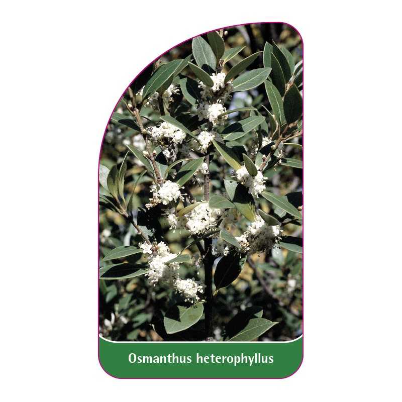 osmanthus-heterophyllus1