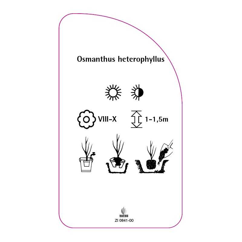 osmanthus-heterophyllus0