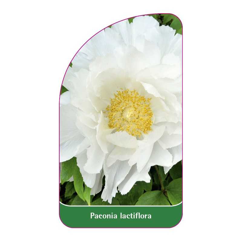 paeonia-lactiflora1