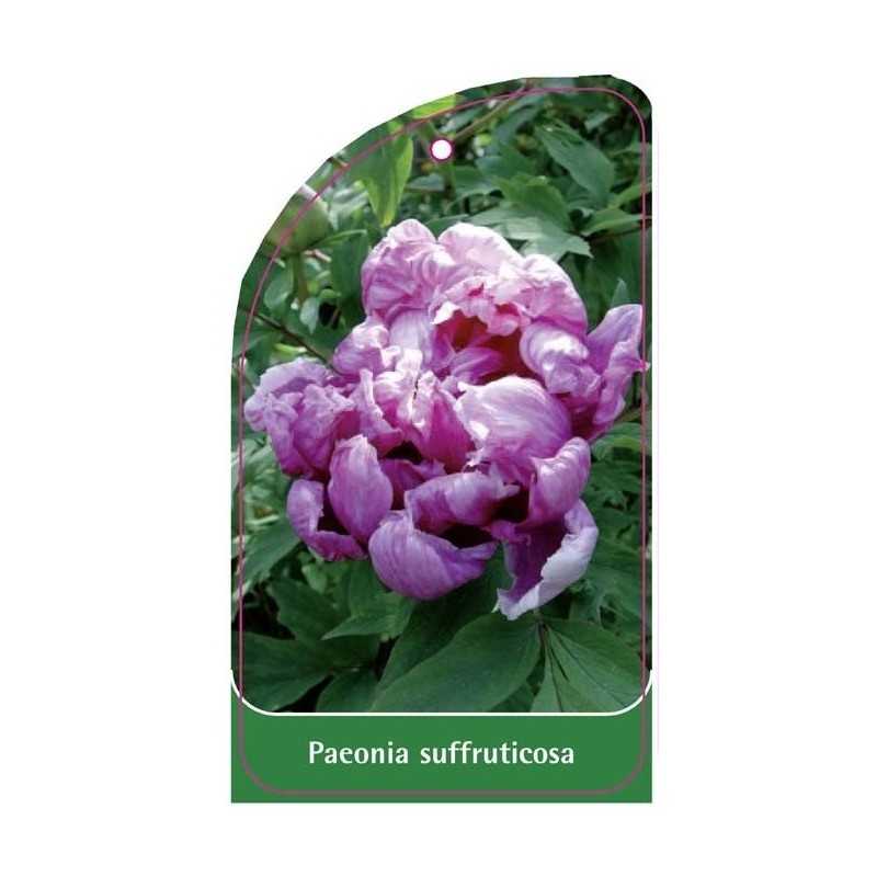 paeonia-suffriticosa1