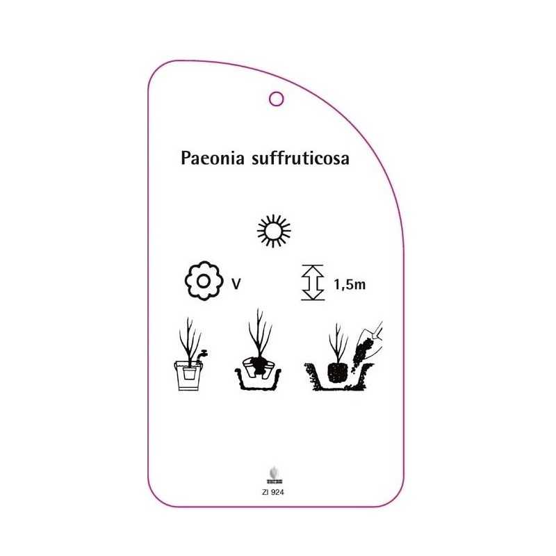 paeonia-suffriticosa0