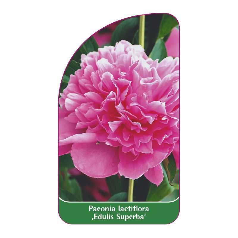 paeonia-lactifolia-edulis-superba-1