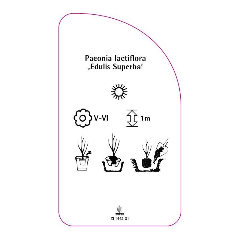 paeonia-lactifolia-edulis-superba-0