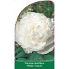 paeonia-lactiflora-white-towers-1