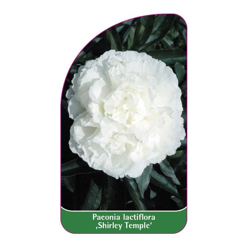 paeonia-lactiflora-shirley-temple-1