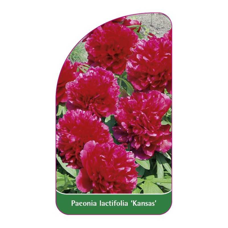 paeonia-lactiflora-kansas-1