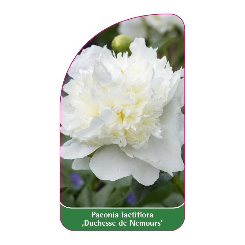 paeonia-lactiflora-duchesse-de-nemours-1
