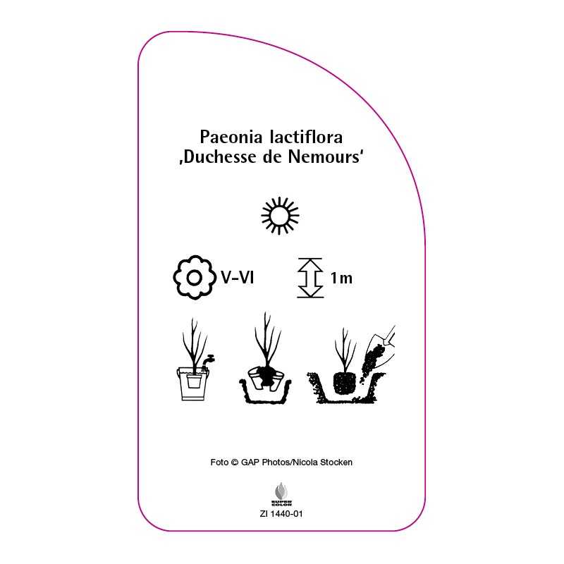 paeonia-lactiflora-duchesse-de-nemours-0