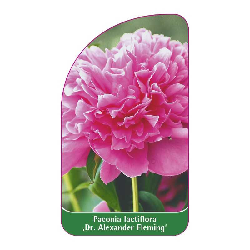 paeonia-lactiflora-dr-alexander-fleming-1