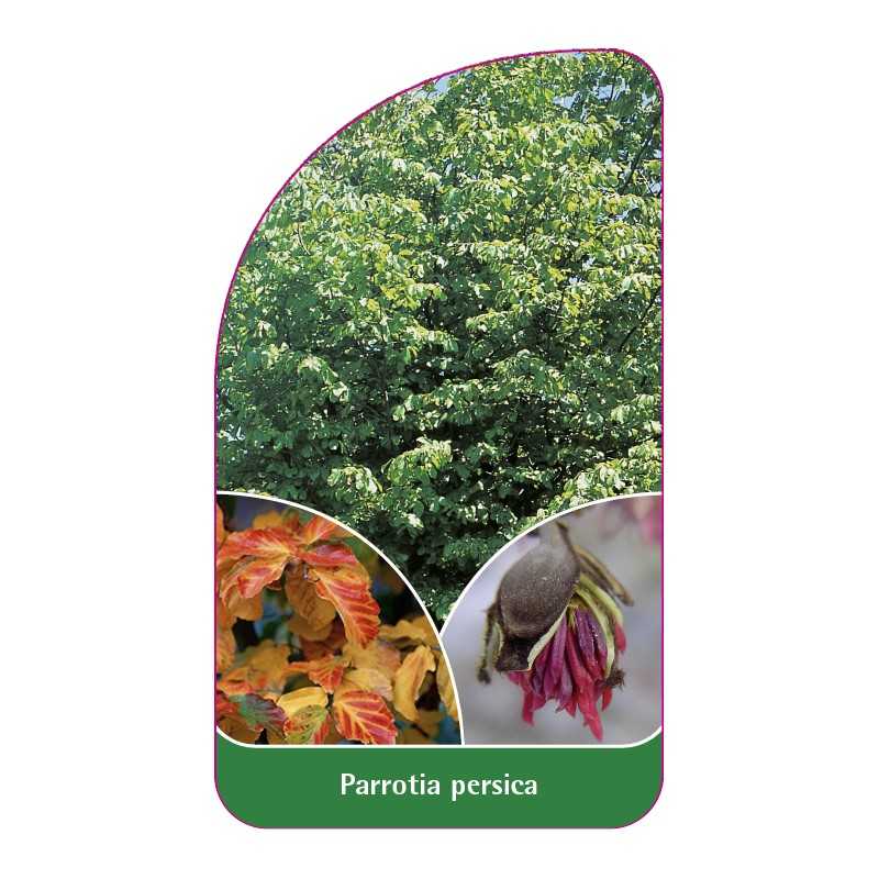parrotia-persica1