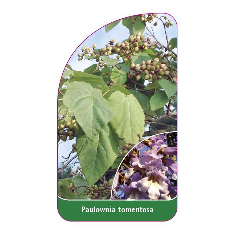 paulownia-tomentosa1