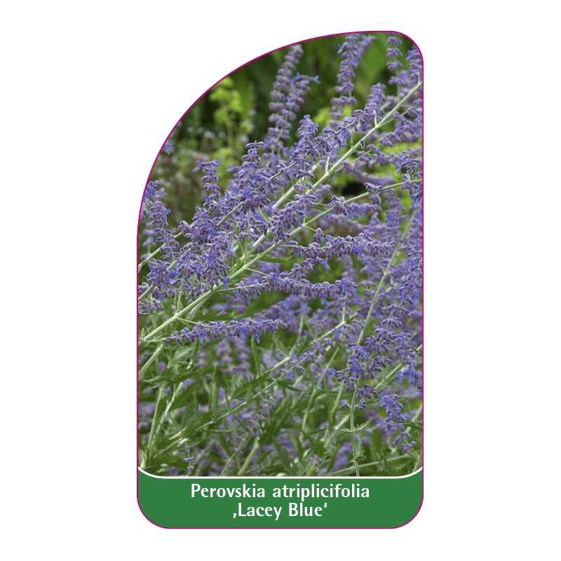 perovskia-atriplicifolia-lacey-blue-1