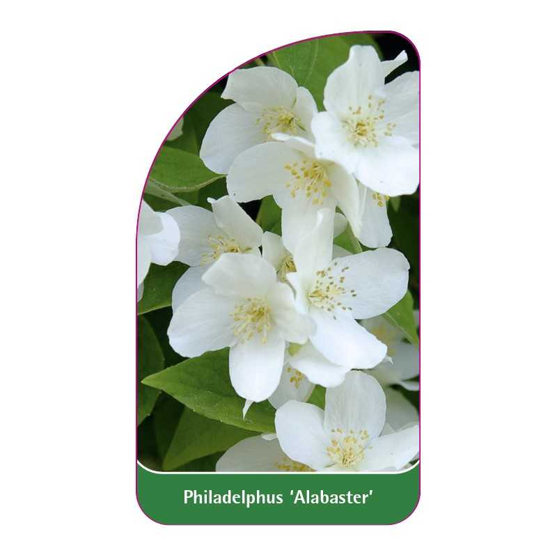 philadelphus-alabaster-1