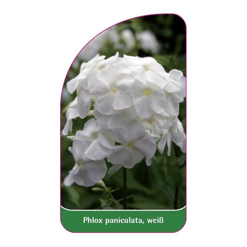phlox-paniculata-weiss1