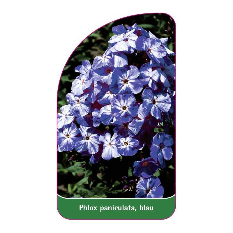 phlox-paniculata-blau1