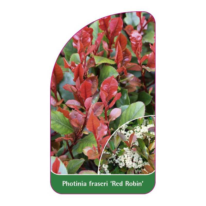 photinia-red-robin-1