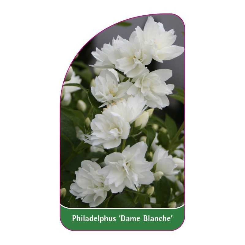 philadelphus-dame-blanche-1