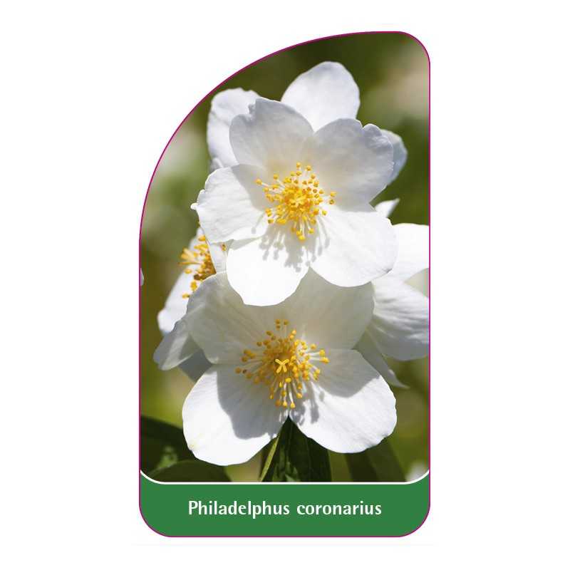 philadelphus-coronarius1