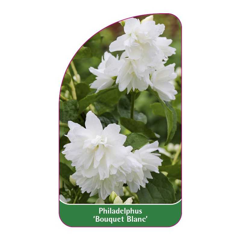 philadelphus-bouquet-blanc-1