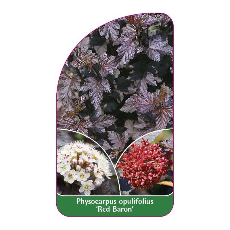 physocarpus-opulifolius-red-baron-1