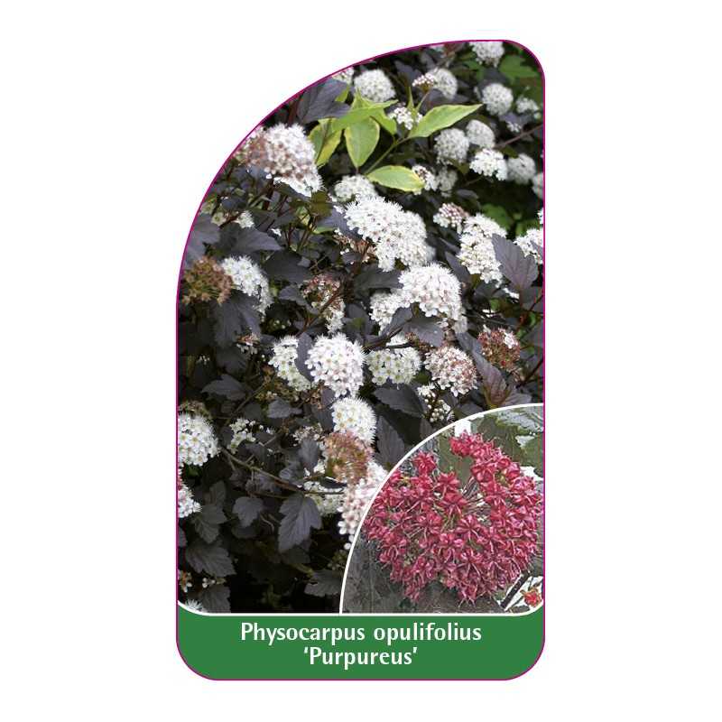 physocarpus-opulifolius-purpureus-1