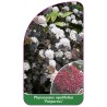 physocarpus-opulifolius-purpureus-1