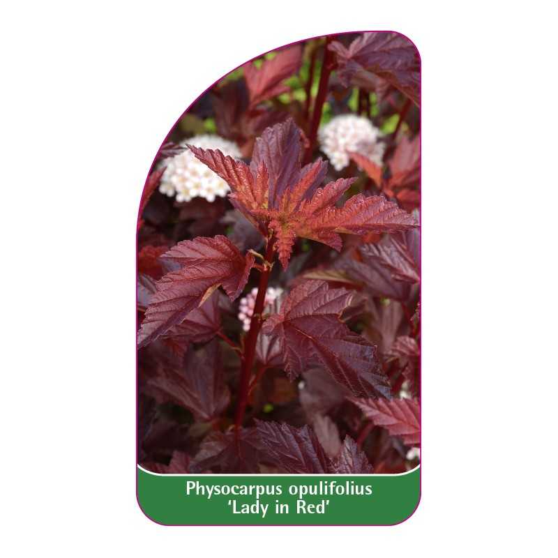 physocarpus-opulifolius-lady-in-red-1