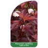 physocarpus-opulifolius-lady-in-red-1