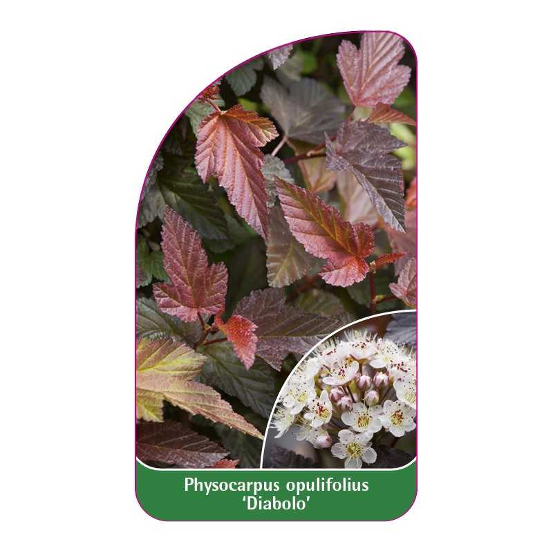 physocarpus-opulifolius-diabolo-1