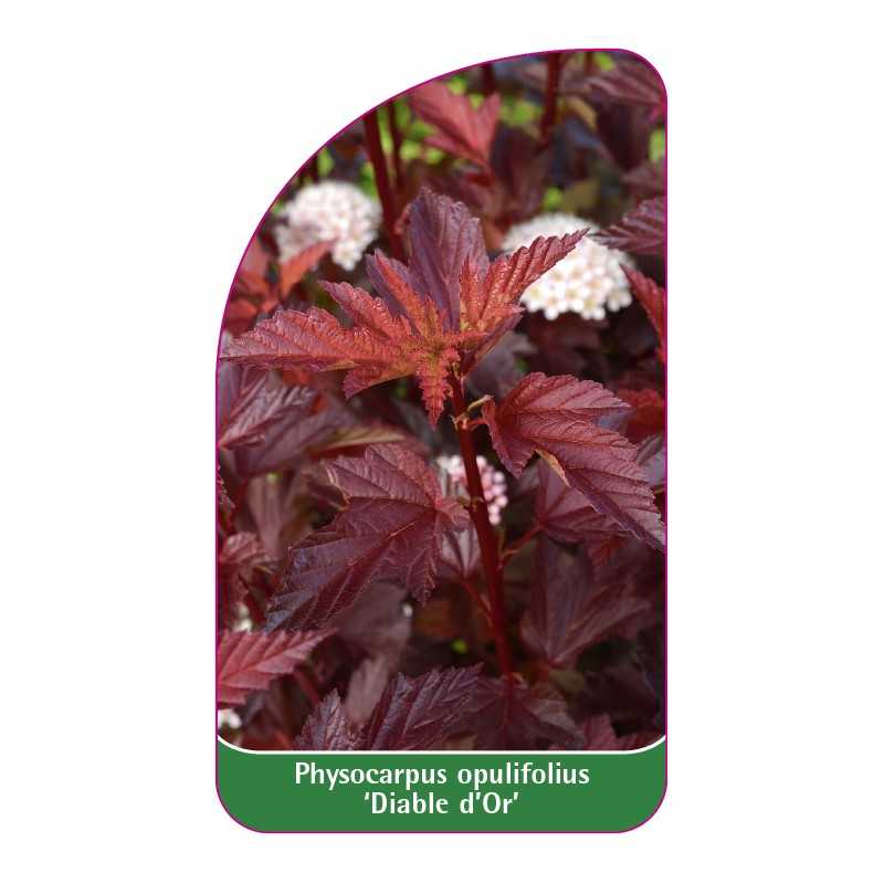 physocarpus-opulifolius-diable-d-or-1