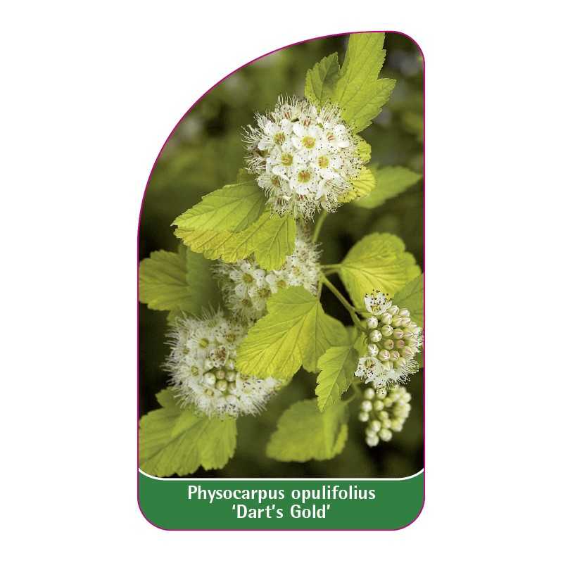 physocarpus-opulifolius-dart-s-gold-1