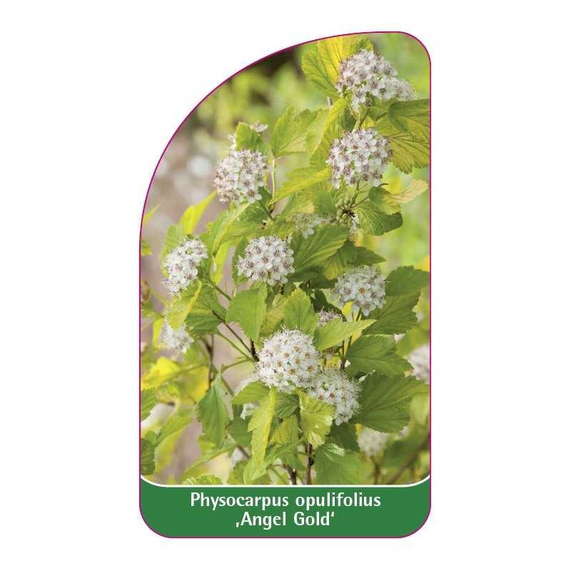 physocarpus-opulifolius-angel-gold-1