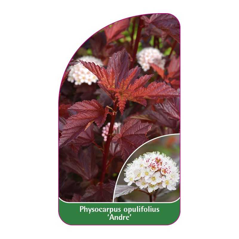 physocarpus-opulifolius-andre-1